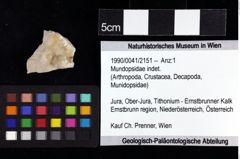 Foto (Objket + Etiketten) von Mundopsidae indet. 